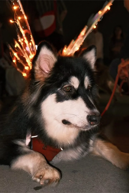 Fairy Wings For Pets