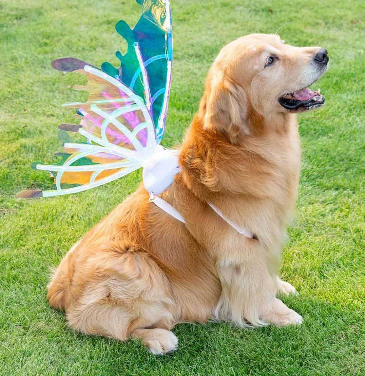 Fairy Wings For Pets